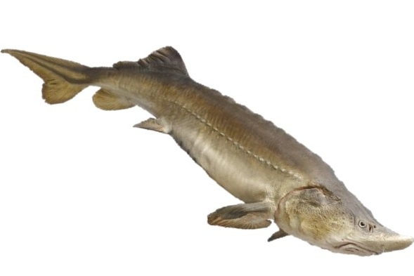 steurenvoer / steurvoer