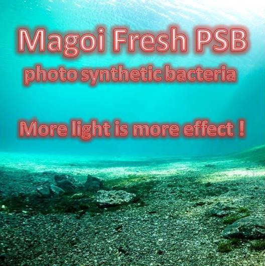 Magoi PSB Bacterien