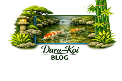 Daru-Koi Blog