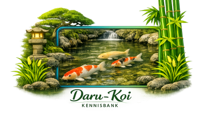 Koi voeren in de winter