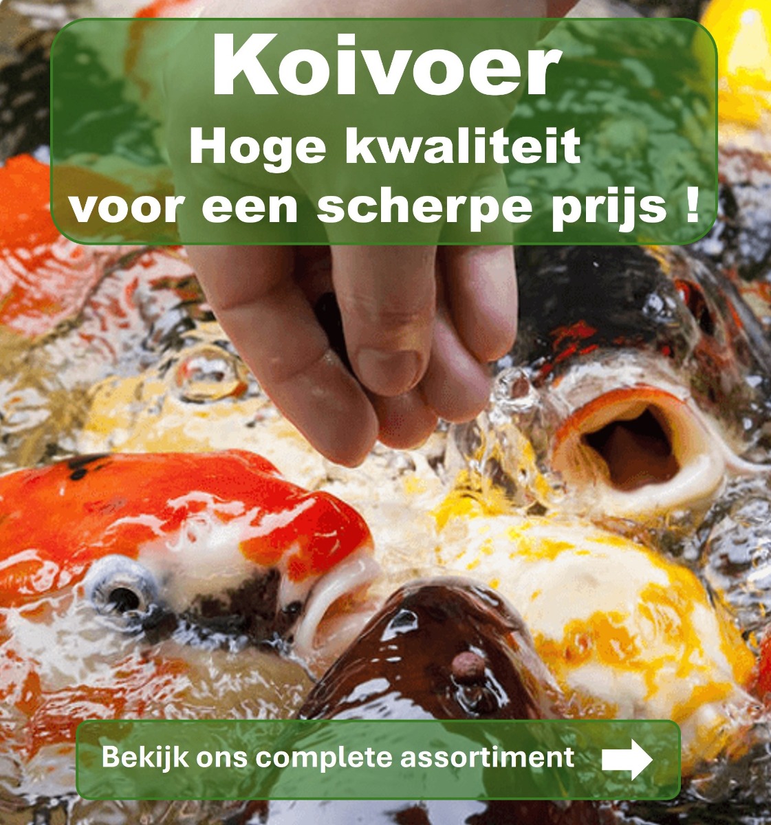 Koivoer voor de laagste prijs, aanbieding, korting, aanbieding.